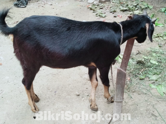 ২ টি দেশি খাসি বিক্রয় করা হবে।